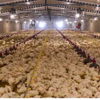 کارگر و یا خانواده وارد مرغداری با جای خواب