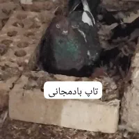 کفترپرشی ساعتی بلندگیر|پرنده|حمیدیه, |دیوار