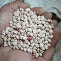 لوبیا چیتی سرحدی