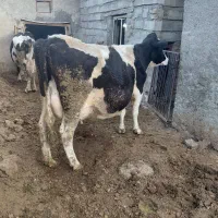 گاوجوان شیری