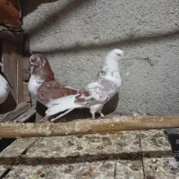 تضمین وقت رسیدگی ندارم