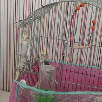 عروس هلندی سره حالو بازی گوش