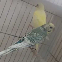 فروش 2جفت مرغ عشق رینبو مولد