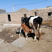 فروش فوری دوعدد گاوگوساله درجه یک