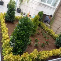 باغبانی تعویض خاک گلدون هرس باغچه در محل شما|خدمات باغبانی و درختکاری|تهران, سهروردی|دیوار