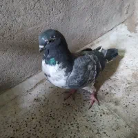 غاره ماده پرشی