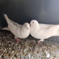 کبوترتهرونی