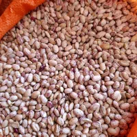 لوبیا چیتی بوجار