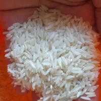 برنج طارم هاشمی محلی امساله و سنگ طارم محلی|خوردنی و آشامیدنی|ساری, |دیوار