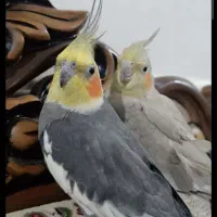 عروس هلندی
