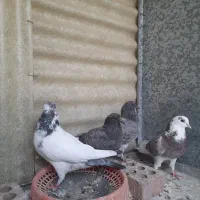 جوجه کبوتر پرشی|پرنده|ری, شهرری|دیوار