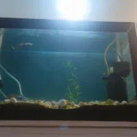 باسلام ماهی گوپی همه نژاد