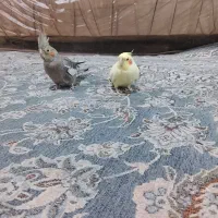 جفت عروس هلندی تمام دستی