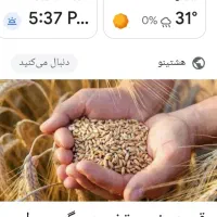 گندم بوجاری شده