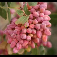 خرید پسته تناژی