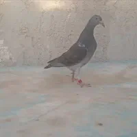 جوجه نر آردن چاپی