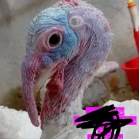 بوقلمون گوشتی