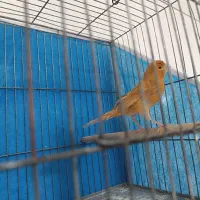 قناری دارچینی ماده کار