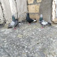 کفتر سینه سبز سینه سیاه و سبز پلاکی