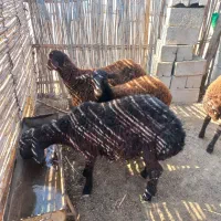 بره پروار شده