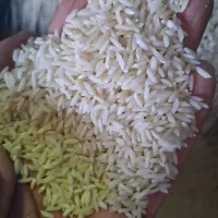 برنج محلی سالم بوجاری شده درروستا|عمده‌فروشی|دورود, |دیوار