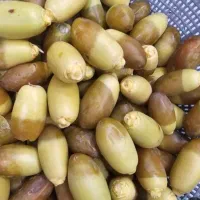 نشتری رطب خلال تمر
