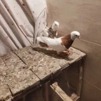 12تا کفترطوقی|پرنده|تهران, هاشمی|دیوار