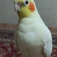 عروس هلندی نر فوری