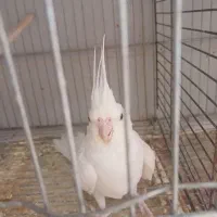 عروس هلندی البینو نر بالغ