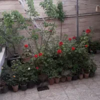گل های طبیعی