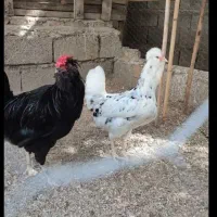 گلین مولد اصیل استثنایی ،تخمگذار|حیوانات مزرعه|رامیان, |دیوار