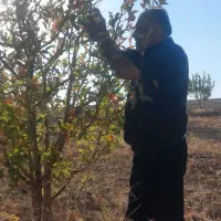 فروش باغ ۴جریب واقع درمنطقه وردشت فتح آباد سمیرم|فروش خانه و ویلا|وردشت, |دیوار