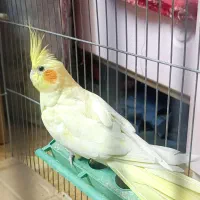 عروس هلندی نر