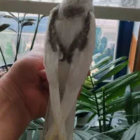 جوجه عروس سرلاکی