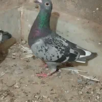 کفتر