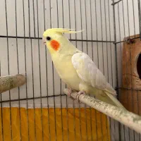 لوتینو زعفرانی عروس هلندی نر