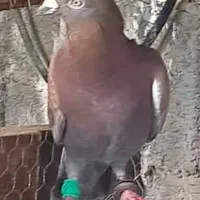 کفتر گمشده|حیوانات|کردکوی, |دیوار