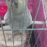 عروس هلندی ماده