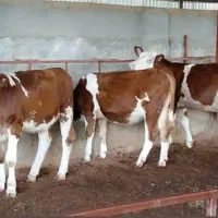 دام‌شهر بندرترکمن فروش بهترین گوساله پرواری|حیوانات مزرعه|ساوه, |دیوار