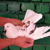 کفتر خال پیس دهنجور