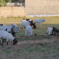 بز‌ و بزغاله نجدی