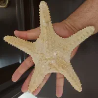 ستاره دریایی طبیعی فسیل شده ۲۲ سانتی دکوراتیو