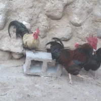 دو عدد خروس محلی