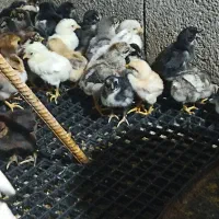 جوجه مرغ محلی اصل ،خروس گلین