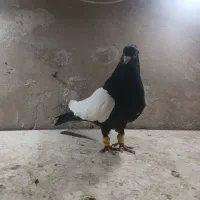 کبوتر یک کت سفید . نواری