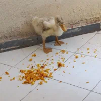 اردک دو ماهه