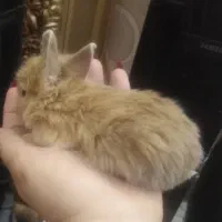 خرگوش لوپ جرسی پشمالو مینیاتوری