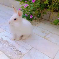 واگذاری خرگوش سفید لوپ بالغ نر|موش و خرگوش|زابل, |دیوار