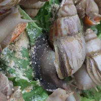 حلزون سوپر مولد و۳۰ کیلو مکمل|خزنده|تهران, تهرانسر مرکزی|دیوار