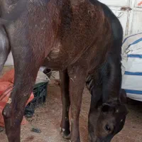 گوساله ماده سویسری